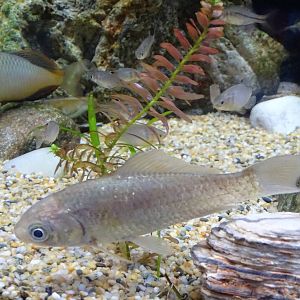 Korea rose bitterling