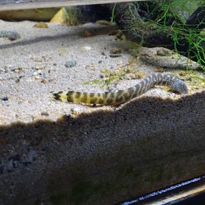 Eastern spine loach
