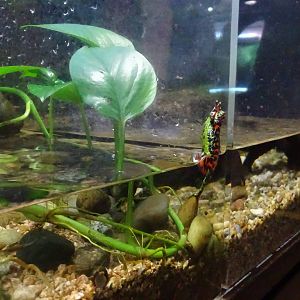 Oriental fire-bellied toad