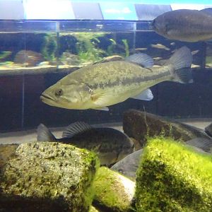 Largemouth Bass