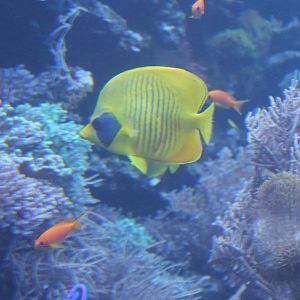Bluecheek butterflyfish