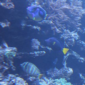 Surgeonfishes