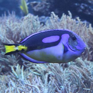 Palette surgeonfish