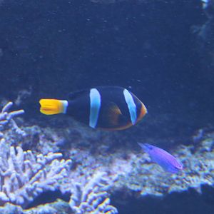Clarck's - Yellowtail clownfish