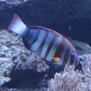 Harlequin tuskfish