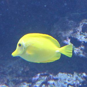 Yellow tang