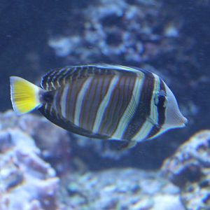 Pacific sailfin surgeonfish