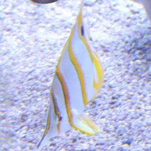 Copperband butterflyfish