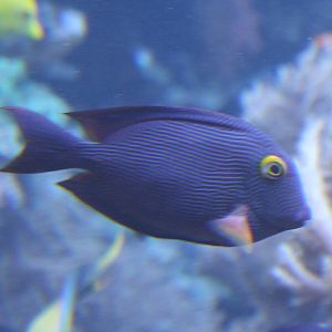 Spotted surgeonfish