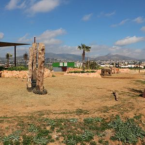 New Asian elephant enclosure, February 2016