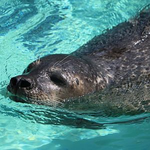 Harbour seal, February 2016