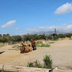 Bactrian camel paddock, February 2016