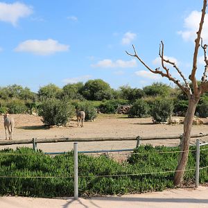 Somali wild ass enclosure, February 2016