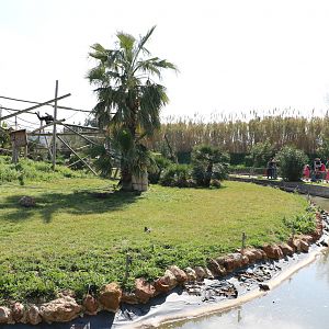 Part of the siamang island, February 2016