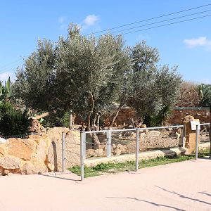 Meerkat viewing, February 2016