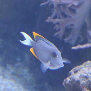 Orange-tipped bristle tooth