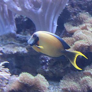 Mimic - Choclate surgeonfish