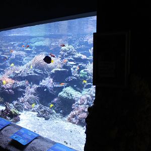 Large coral-aquarium