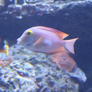 Kole tang aka Striped bristle tooth