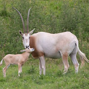 Scimitar-horned oryx : Whipsnade : 17 Jul 2016