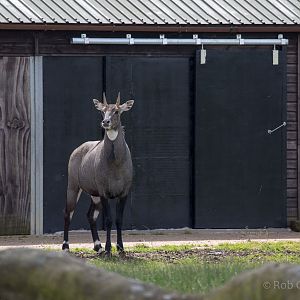 Nilgai : Whipsnade : 17 Jul 2016