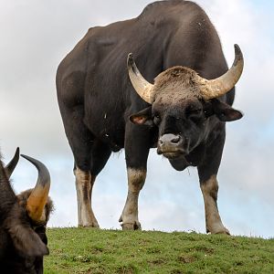Gaur : Whipsnade : 17 Jul 2016