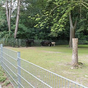 Enclosure domestic horse and sheep