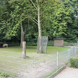 Enclosure domestic horse and sheep