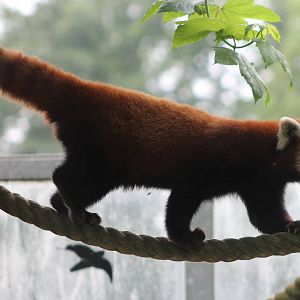 Red panda