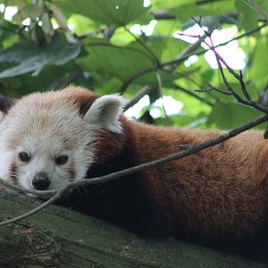 Red panda
