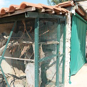Prevost's squirrel enclosure, February 2016