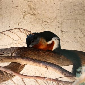 Prevost's squirrel, February 2016