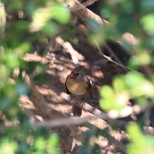 Red cardinal, February 2016