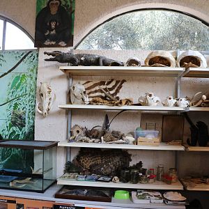 Specimens in the Education centre, February 2016