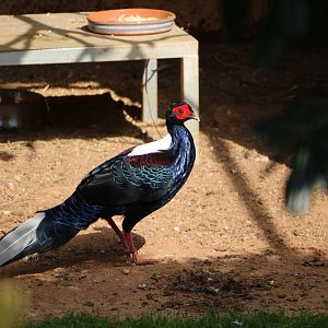 Swinhoe's pheasant, February 2016