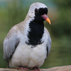 Namaqua dove, February 2016
