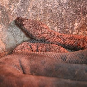 New Guinea ground boa ('viper boa'), February 2016