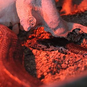 Dwarf sand boa, February 2016