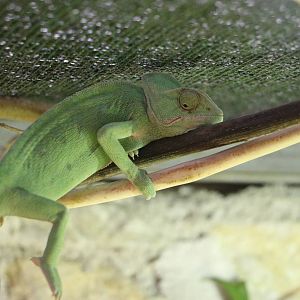 African chameleon, February 2016