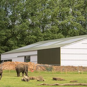 Asian elephant (new barn progress) : Whipsnade : 17 Jul 2016