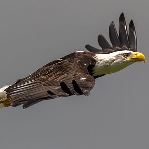 Bald eagle : Whipsnade : 17 Jul 2016