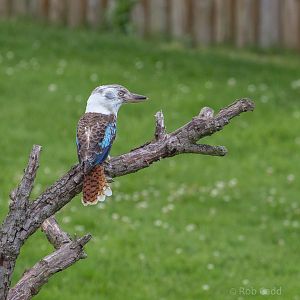 Blue-winged kookaburra : Whipsnade : 17 Jul 2016