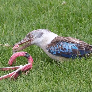 Blue-winged kookaburra : Whipsnade : 17 Jul 2016