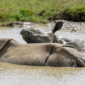 Greater one-horned rhinoceros : Whipsnade : 17 Jul 2016