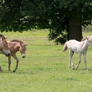 Przewalskis horse : Whipsnade : 17 Jul 2016