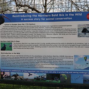 Waldrapp sign, February 2016