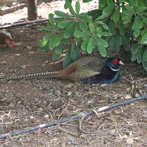 Green pheasant, February 2016