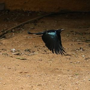 Hair-crested drongo in flight, February 2016