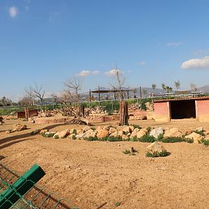 Fallow deer & wild goat paddock, February 2016