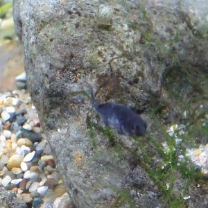 Short nine spine stickleback